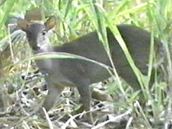 �u���[�_�C�J�[�̎ʐ^