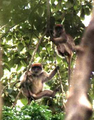 �A�J�R���u�X