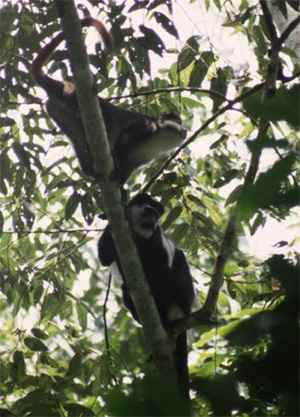 �A�J�I�U���ƃA�J�R���u�X