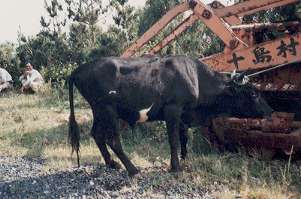 �Ȃ��ꂽ�E�V